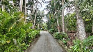 12月でも半袖が当たり前の石垣島☆その３(石垣島編)