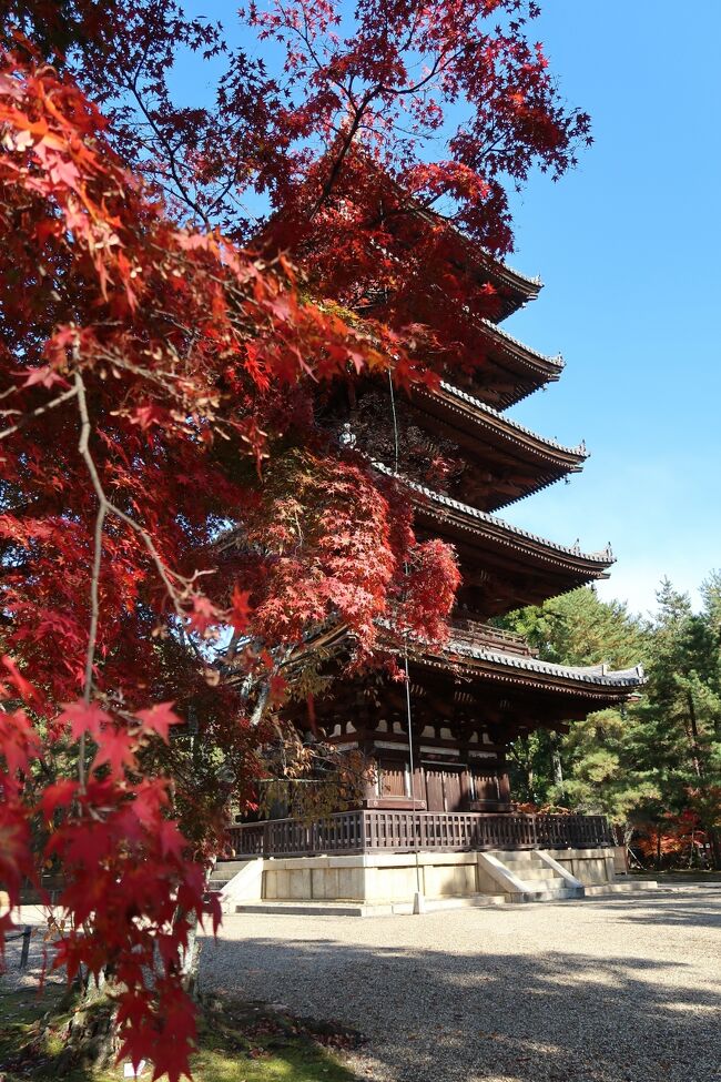 　今年も行ってきましたよー！コロナを機に始まり、いつの間にか我が家の恒例行事になった秋の京都旅行。この時期の京都は連続４回目となりました。<br />　さて今年の秋は何処の紅葉を見ようかなと、半年前にホテルを予約してから、京都旅行の計画が始まります。<br />　今年は異常気象で残暑が長引き、秋の気配も感じず、流石に綺麗な紅葉を見るのは難しいのかなと半分諦めていましたが、やっぱり世界の京都です。ちゃんと紅葉が待っていてくれました。<br />　ボチボチインバウンドも戻り、どこもかしこも人で溢れる予感。人気の観光地は避け、静かな紅葉を見つけられそうな場所を中心に計画してみました。<br />　紅葉だけではなく国宝や重要文化財などの見所もあり、なるべく行ったことのない、観光を楽しめるコースに決めました。<br />　この旅行記では3日目、仁和寺から龍安寺、妙心寺の旅を紹介します。<br />