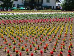 Garden街道10　ファーム富田ｂ   初夏を彩る花々　☆サルビア/ハマナス/ベコニア