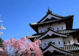 日本三大桜名所『弘前公園桜まつり』