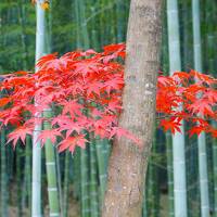 紅葉の京都　嵐山散策