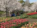 馬見丘陵公園の花めぐり　２．チューリップ、桜