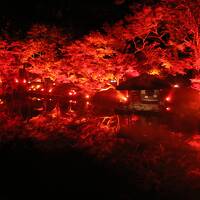 姪の結婚式で東京へ（目黒川・八芳園）