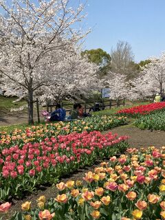 馬見丘陵公園の花めぐり　２．チューリップ、桜