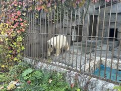 2023年10月紅葉を楽しむ札幌日帰り（円山動物園・札幌中央卸売市場場外市場）