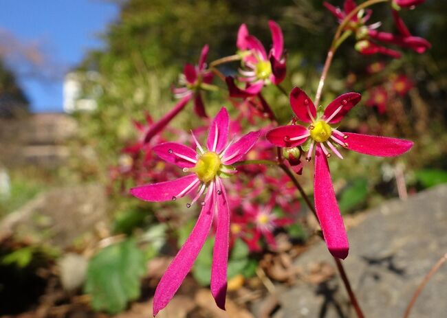 馬場花木園散歩　１１月の花（２３種）２０２３年