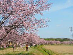 鷲宮（青毛堀川）の河津桜と北浅羽桜堤公園の安行寒桜