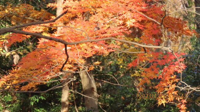 12月10日、午後1時過ぎに川越市の森のさんぽ道へ行きました。目的はバードウオッチングと晩秋の風景を見ることです。<br />バードウオッチングではジョウビタキとシジュウカラを見ました。　晩秋の風景ではムラサキシキブとツルリンドウと紅葉を見ました。<br /><br /><br /><br /><br />*写真は数少ない紅葉