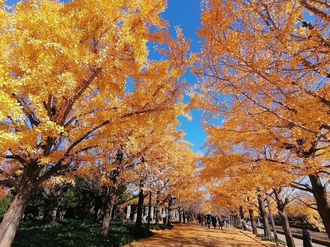 昭和記念公園のイチョウ並木を見てきました。思っていたよりイチョウの葉は少なくなっていましたがまだ綺麗に見れました。園内にあるOKA CAFEや日本庭園なども見てきました。　