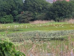 洲仔湿地公園の全面解放日に見学 高雄 2023/12/10