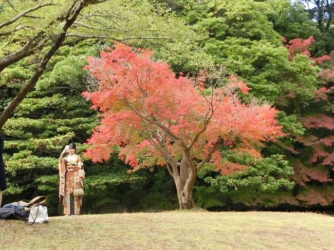 大阪万博記念公園の自然文化園＆日本庭園エリアには、多くの紅葉スポットがあります。場所によって、それぞれ、”見ごろ”の時期が違いますので、全ての紅葉を見たいのであれば、最低3回位は紅葉見物に出かける必要があります。<br />しかし、今年は例年と比べて紅葉時期が遅くなったり、その他の諸用が重なったため、紅葉見物は１回しか出来ませんでした。<br />自然文化園主体のささやかな紅葉見物でしたが、今年最後になる「オッチャン達のOB会」も楽しむことが出来ました。<br />そのような「旅行記」ですが、よろしければ、一見して、楽しんでいただければ有難く思います。<br /><br /><br /><br />※写真は、「ひょうたん池」の畔りに、一本だけ植樹されている「モミジ」です。