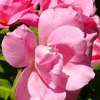 Garden街道12　風のガーデンｂ　薔薇の庭　☆OldRoseの魅力・野花の散歩道