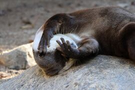 土佐旅②　のいち動物園、私の一押しは「ツメナシカワウソ」！！