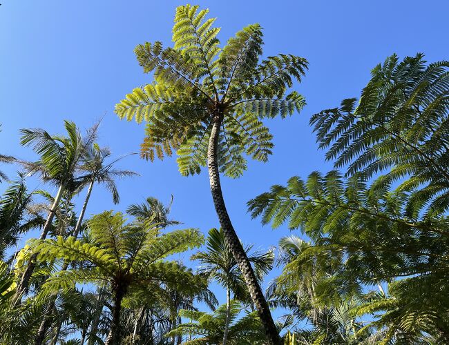 ⑤沖縄8つの絶景巡りと南国暮らし７日間　2日目の１　ホテル～東南植物楽園