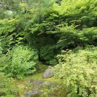 夏の山梨・箱根・伊豆旅♪　Vol.161 ☆伊豆長岡温泉「三養荘」：離れ客室「ドッグヴィラ」庭園♪