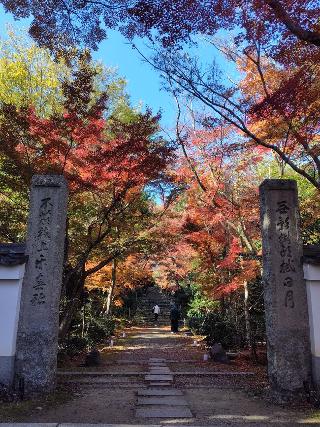 夏の猛暑のせいで少し遅めとなった京都の紅葉を歩き回った旅行記<br />2日目は鈴虫寺、浄住寺、渡月橋、化野念仏寺、祇王寺、今宮神社、祇園(白川筋)と回りました<br />本日の歩数：28149歩(歩行距離21.1km)