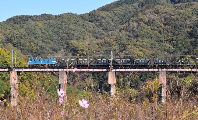 今日は秩父鉄道荒川橋梁を渡る電車と鉱石列車の写真を撮り、長瀞の秋を探しに行きます。<br /><br />荒川の河原からは、石灰石を積んだ鉱石列車が荒川橋梁を20両もつなげて渡る光景を眺めます。<br />長大編成の貨物列車は、かつて北海道で石炭を運ぶ貨物列車を思い出します。<br /><br />秋景色は、ススキ、コスモス、ピラカンサ、自然の博物館前のアケボノスギ（メタセコイア）、宝登山の冬桜、月の石もみじ公園の紅葉を観賞します。<br /><br />なお、旅行記は下記資料を参考にしました。<br />・秩父鉄道のHP<br />・日本マンホール蓋学会「秩父郡皆野町のマンホール」「秩父郡長瀞町のマンホール」<br />・エキテン、スタイル（秩父郡皆野町）、「バーバースタイル」<br />・龍勢の町よしだのHP<br />・埼玉農産物ポータルサイトSAITAMAわっしょい！「しゃくし菜」<br />・宝登山ロープウェイのHP<br />・鉄道趣味っと「秩父鉄道で気になった標識」<br />・ウィキペディア「荒川橋梁（秩父鉄道秩父本線）」「秩父鉄道7500系電車」「速度照査」<br />