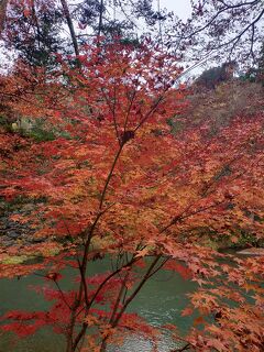 ☆ 冬の青梅 紅葉を求めて ☆ 2023年12月