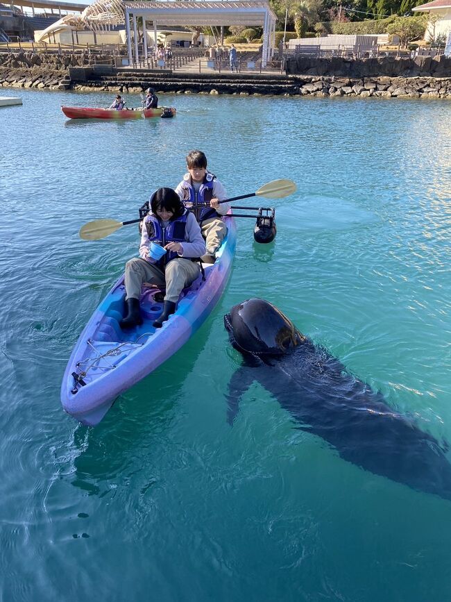 和歌山県太地町へ。<br />太地町立くじらの博物館&#128051;<br />太地町は、　くじら、いるかの<br />保護、飼育、繁殖は　世界有数で<br />トップクラス。<br /><br />イルカのふれあいが　ほんまに、すごい。<br />安価で充実しています。<br />また　必ず行きます。<br /><br />餌やり　￥300  (何回でも&#127383;)<br />アリアちゃんは、　「あーとー。」 (ありがとう)<br />って　お返事してるみたいに聞こえた。<br /><br />クジラにカヌーで。餌やり。(￥1000)<br />メチャクチャ近くて、可愛い過ぎた&#128149;<br /><br />　いるか　ふれあいタッチも。(￥1000)<br />海に腰まで入って　イルカちゃん<br />横にきてくれるんよ。<br /><br />ほんまに、凄い。<br />イルカショー　後に　タッチ(￥300)<br />スマホで写真撮ってくれました。<br /><br />クジラショー　も、　大満足。<br /><br />博物館、ミニ水族館も。<br /><br /><br /><br />