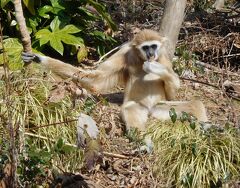 ２０２２年２月　山口県・宇部市　ときわ公園　その１　ときわ動物園で猿、ミーアキャットを見ました。