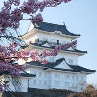 河津桜と伊豆グルメ(その4・完)