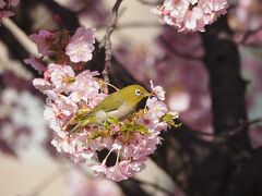 大堀川の野鳥２０２４