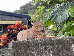 年始の台北。温泉、猫で癒され、夜市で食べ歩いた癒され旅２泊３日。2日目