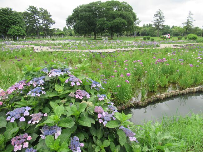 東京の公園巡り☆６月～１月