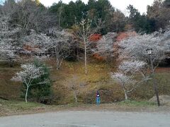 小原村四季桜　2023.12