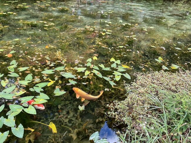 関市板取のモネの池に行きました<br />何年か前に来たのは、1月だったので冬でした<br />秋は、どんな感じなのでしょうか？<br />