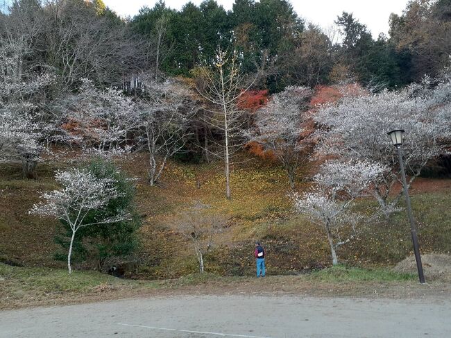 紅葉シーズンも終わった、藤岡町を訪れました<br />小原村で四季桜がきれいに咲いているとの事で、行ってみる事にしました！<br /><br />小原ふれあい公園です<br />小原四季桜まつりは、もう終わっていて寒かったけど<br />四季桜は、まだまだ咲いていました♪