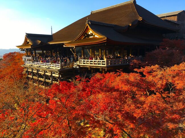 大阪に5泊して、うち2日間にわたり紅葉の京都巡り。<br />混雑を覚悟してきましたが、さすが京都、混んではいても身動きが取れないほどではない。<br />見どころが多いので、人出が分散し一か所に集中しずらいのかな。<br /><br />今日は朝から東福寺、永観堂と紅葉狩り、午後は清水寺に最後は紅葉ライトアップを鑑賞したいと思っています。<br />すぐに疲れるヘタレの我々が、予定通り全部回るか疑わしいと思いながら計画を立てたのですが、昨日はパスした最後の紅葉ライトアップまでたどり着けば、旅の締めくくりにふさわしいような気がしてきました。