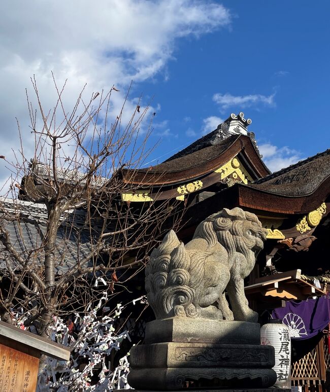 2024年初詣は京都の瀧尾神社に参りました。<br />拝殿天井にある見事な「龍」の彫刻で知られます、全長8mの木彫りの龍は圧巻でした。