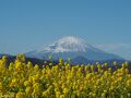 2024 早咲きの菜の花と富士山ウォッチング＠吾妻山