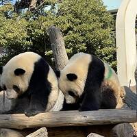 友人達とモネ展＋上野動物園でパンダ、からの銀座４トラ女子会ヽ(^o^)丿