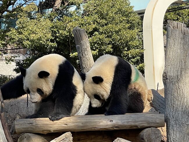 友人達とモネ展＋上野動物園でパンダ、からの銀座４トラ女子会ヽ(^o^)丿