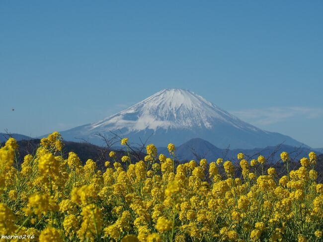毎年1月の楽しみにしている「吾妻山の早咲きの菜の花と富士山ウォッチング」、雲一つない青空の下で菜の花と富士山を楽しませてもらいました。<br />（富士山と菜の花、同じような写真が続きますが、宜しければご覧ください。）<br /><br />吾妻山は、JR東海道線二宮駅から歩いて行ける標高１３６ｍの小高い山で、山頂にある公園には、芝生の広場や展望台があり、富士山をはじめとする山々と相模湾などが360°見渡せる景色は絶景で、写真撮影のポイントとしても人気です。<br /><br />12月下旬から、山頂の公園では６万株の早咲きの菜の花が見頃を迎え、冠雪の富士山と菜の花を楽しむことが出来ます。<br />今年の吾妻山・菜の花ウォッチングは、１月１３日～２月1８日です。<br />（期間中は、いろんなイベントが予定されています。）