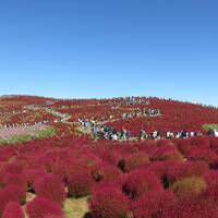 2023OCT「コキアを見るだけの夫婦旅」（1_国営ひたち海浜公園）