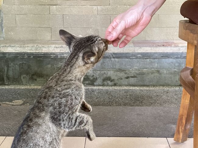 ジャカルタ1泊＆機中泊1泊を含めて夫婦で大好きなバリに6泊7日で行ってきました。<br />今回はJALの特典航空券を使ってのバリ旅行。<br />コロナ禍で有効期限を迎えるマイルが溜まっていたので、ジャカルタまでのビジネスを3月に予約してから随分と待ちました。<br />あまりにも久しぶりで3月の時点では、どこで何をしたいのか思い付かず。<br />KloolやGojekの初めての利用や、とにかくバリに行きたいだけで初心にかえるみたいな感じの旅行でした。<br />そんな訳で行先はサヌールとウブドに決定。<br />サヌールのホテルは気になってはいたものの、まだ宿泊したことのないタンジュン サリとウブドはたまたまサイトで見かけたウルン ウブド リゾート。<br />ホテル情報の少ないのが気になったものの、渓谷沿いの景色とトレッキングにも向いたロケーションが気に入りました。<br /><br />【スケジュール】<br />　・1日目：JL725便　成田→ジャカルタ、<br />　　　　　　　ジャカルタ エアポート ホテル泊<br />　・2日目：GA402便　ジャカルタ→デンパサール、<br />　　　　　　　タンジュン サリ泊<br />　・3日目：サヌール　街中ウロウロ<br />　・4日目：サヌール → ウブド<br />　　　　　 　移動＆買い物、ウルン ウブド リゾート泊<br />★・5日目：ウブド　トレッキング＆スパ<br />　・6日目：GA411便　デンパサール→ジャカルタ<br />　　　　　　　JL726便　ジャカルタ→成田<br />　・7日目：機内で元旦＆初日の出、帰国<br /><br />コロナ禍で少し変わったところもありますが、相変わらず好きなバリでした。<br />物価は若干、高くなったけど雰囲気は相変わらず。<br />KlookやGojekを利用した感想や、ホテルやお店の情報など多少でも参考になればと思います。<br /><br />5日目はウブドの散歩道とホテルスティを楽しみます。