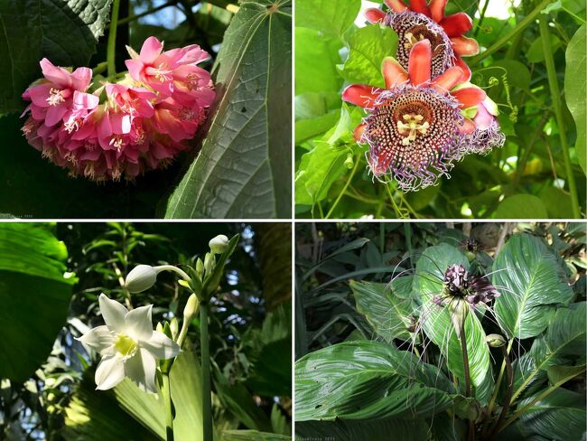 栃木市の西端、三毳山の東麓の「とちぎ花センター」で、年初の企画展を見た後、大温室（とち花ちゃんドーム）の常設展を見てきました。<br /><br />温室の中に四季があるのか分りませんが、ドンベア（左上）、オオミトケイソウ（右上）、ユーチャリス（左下）、ブラックキャット（右下）など、年が明けたら咲き始めていました。「チャイニーズ・ハット」は先月綺麗に咲いてましたが、この日は、多くの花が傷み始めていました。