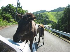 野生の馬さんに、チュッチュッされちゃう、我がパルサーくん、、、[九州ロングツーリング]