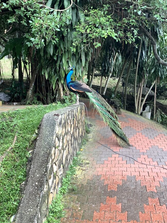 【初めてのマレーシア】鳥が放し飼いのKL Bird Parkで公園内カフェレストラン