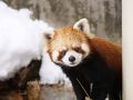【レッサーパンダ遠征記】今シーズン初の雪パンダ☆西山＆いしかわ（４）いしかわ動物園［前編］