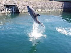 イルカの水路でも十分たのしめる、いおワールドかごしま水族館＠鴨池垂水フェリーに乗るがための鹿児島の旅　その4