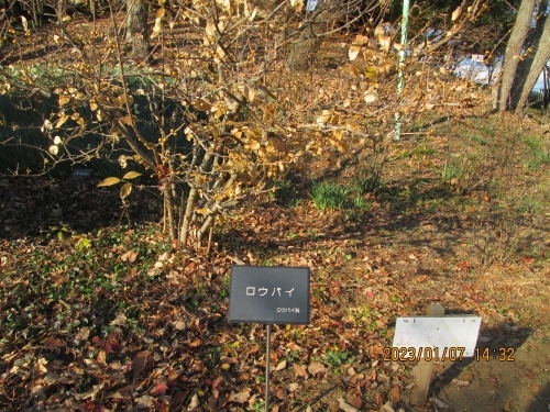 柏市の利根川沿いにある「あけぼの山農業公園」は年間を通して花畑イベントが開催されています。今月は蝋梅です。黄色の可憐な花が咲きました。水仙も咲き始めました。花畑ではビオラが植えられています。近くの富勢東小学校の生徒さんも毎回お手伝いをしています。２月は梅フェスタが始まり、桜、チュウリップと続きます。チュウリップの時には風車が「インスタ映え」になります。<br />ウィキペディアより。和名ロウバイの語源は、漢名の「蝋梅」の音読みとされ、由来について一説には、陰暦の12月にあたる朧月（ろうげつ）にウメの香りの花を咲かせるためだと言われている。『本草綱目』によれば、半透明でにぶいツヤのある花びらがまるで蝋細工のようであり、かつ臘月に咲くことに因むと言う。