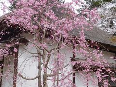 ２０２２年４月　山口県・宇部市　ときわ公園に桜とシャクナゲを見ました。