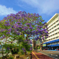 【雲仙・小浜】季節の花木を訪ねて