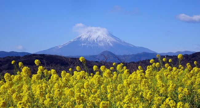 吾妻山公園の菜の花が見ごろを迎えている。<br />昨年に続いて、菜の花と富士山が見たくて訪れた。<br />富士山が見える日と天気予報を十分にチェックして、吾妻山公園に車を走らせた。<br />吾妻山には、中里口からゆっくりと登った。<br />果たして、吾妻山の頂上に着いたら、富士山は綺麗に雪を被って美しい姿を現していた。<br />富士山をバックにするとなんでも美しい絵になる。<br />山頂からは、伊豆半島、箱根、富士山、丹沢、相模湾、三浦半島、房総半島などが一望に出来る。<br />山頂は、吾妻山公園と言うべく広い芝生広場でゆっくりとくつろぐことが出来る。<br />下山は滑り台で降りて、花を見ながら役場口に降りる。<br />町民センターで食事して、ラディアン花の丘公園にも寄った。