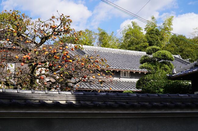 奈良県との県境に位置する大阪府交野市は、市域を流れる天野川を、夜空を流れる「天の川」になぞらえ、この地が『織姫と彦星』にまつわる物語の舞台だとされたことから、古来「七夕伝説の里」といわれてきました。<br /><br />これが縁となって、七月七日には市内各神社での七夕行事をはじめ、市民の皆さんによる「天の川七夕まつり」も行われるようになり、今では「星のまち交野」と呼ばれています。<br /><br />稲作中心の農村集落だった倉治には、立派な門を構えた入母屋屋根の重厚な建物のあるお屋敷が連なる町並みが残っています。