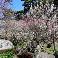 早春の熱海温泉街そぞろ歩き～熱海梅園の梅＆糸川遊歩道のあたみ桜の共演～